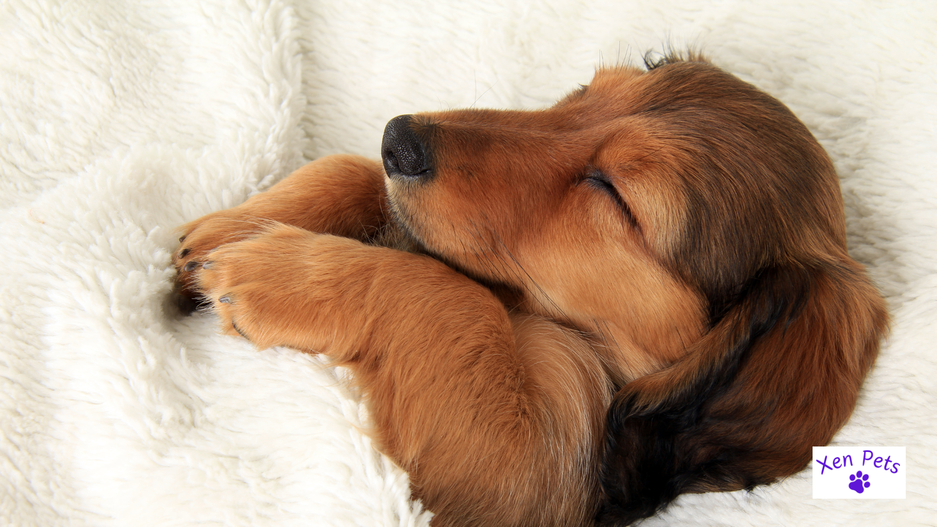 Puppy sleeping in a blanket